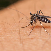 Tips to guard environment from mosquitoes