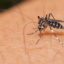 Tips to guard environment from mosquitoes